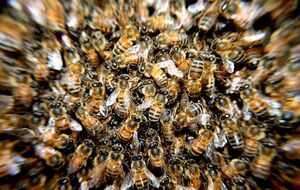 В нападении на людей принимали участие пчелы из отеля