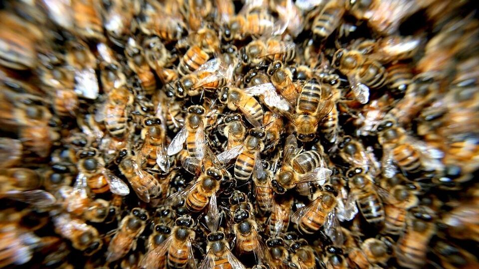 В нападении на людей принимали участие пчелы из отеля