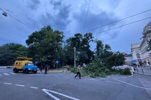 В разных районах Львова повреждены 33 дерева