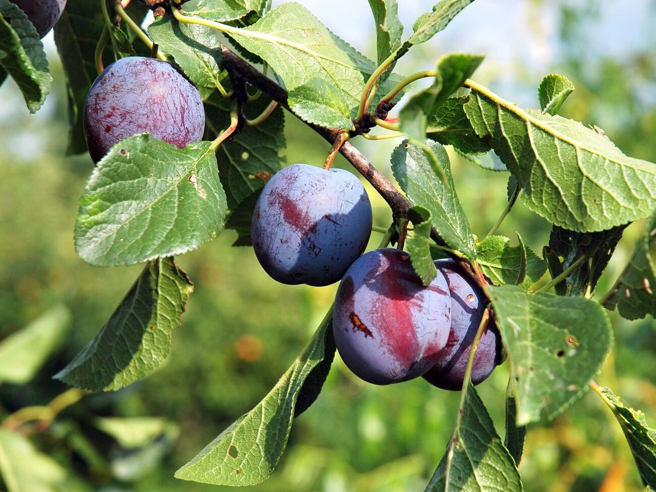 Слива требует особого ухода