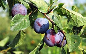 Слива требует особого ухода