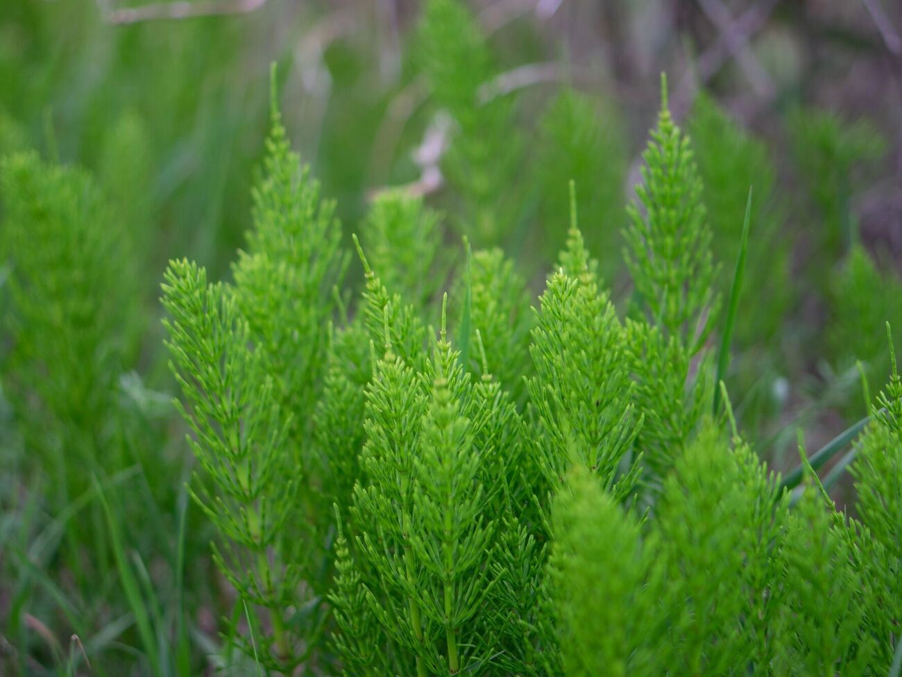 Хвощ безконтрольно росте і шкодить культурним рослинам