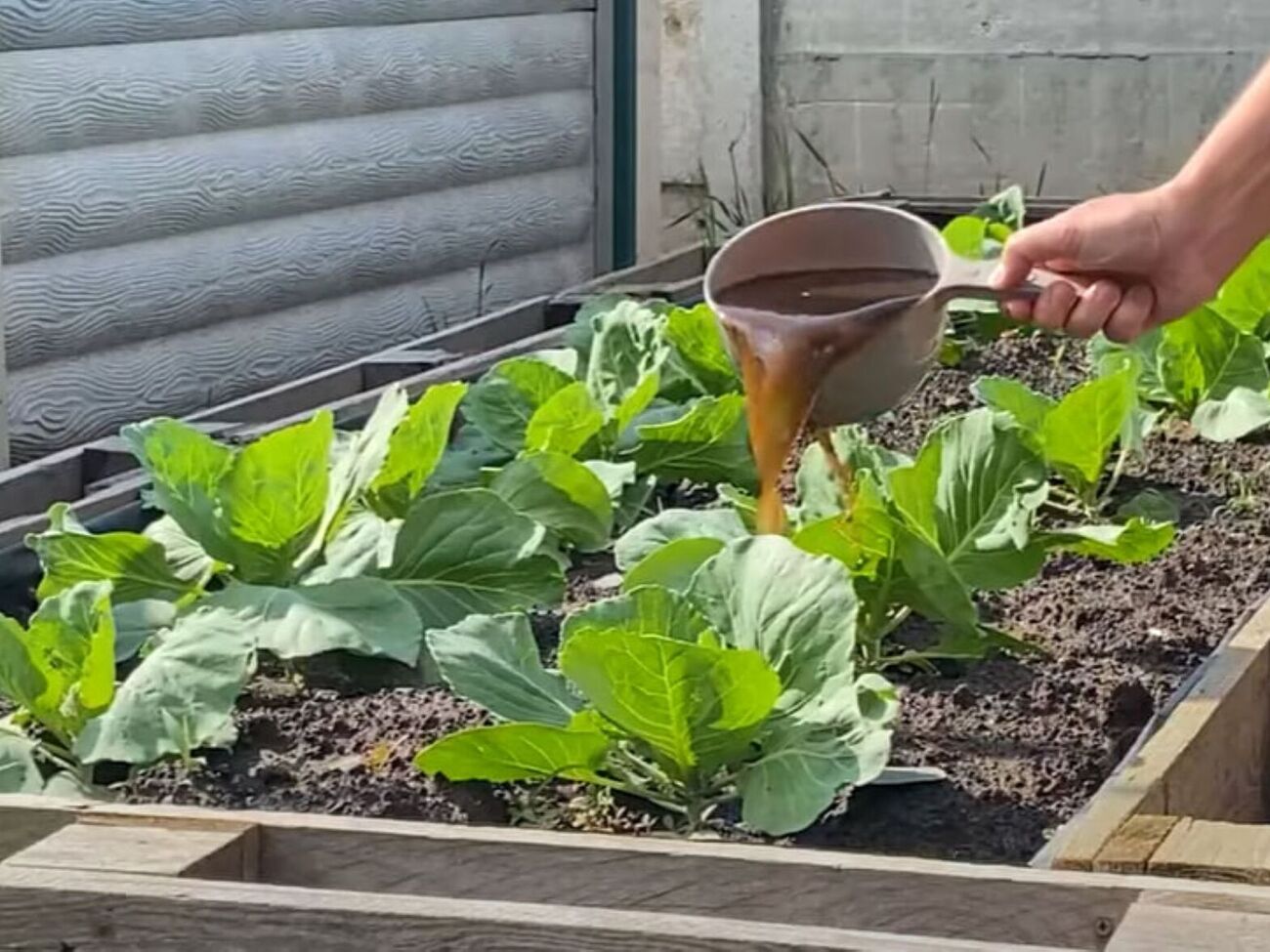 Для подкормки капусты понадобится коровий навоз