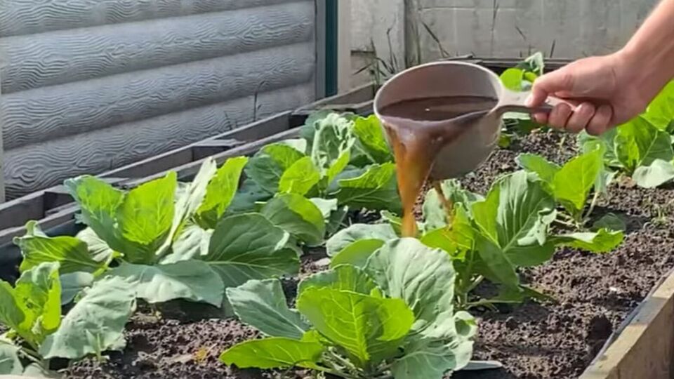 Для підживлення капусти знадобиться коров'ячий послід