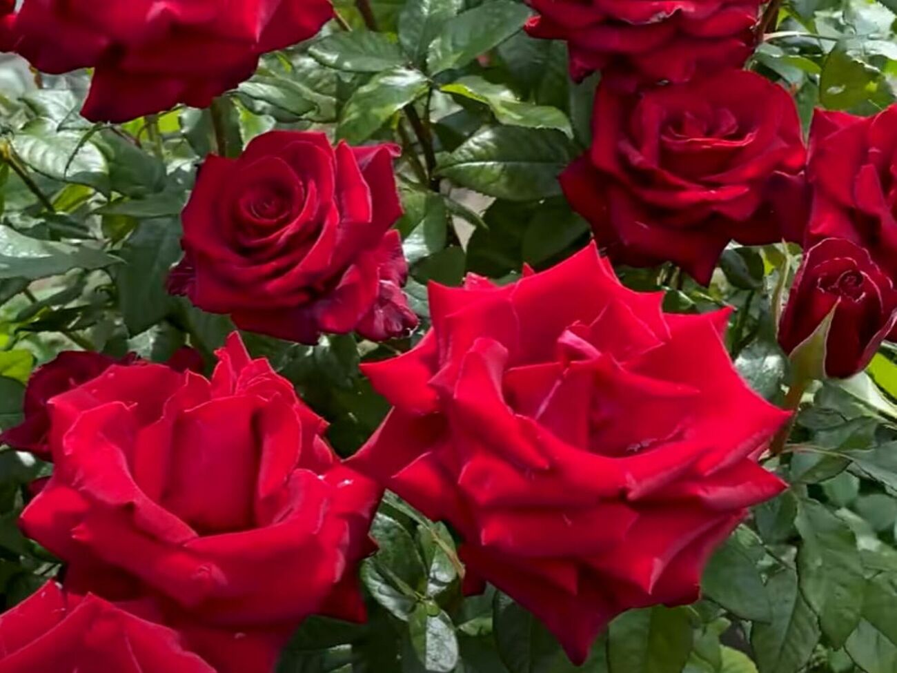 Троянди після підживлення активно квітнутимуть