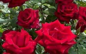 Троянди після підживлення активно квітнутимуть