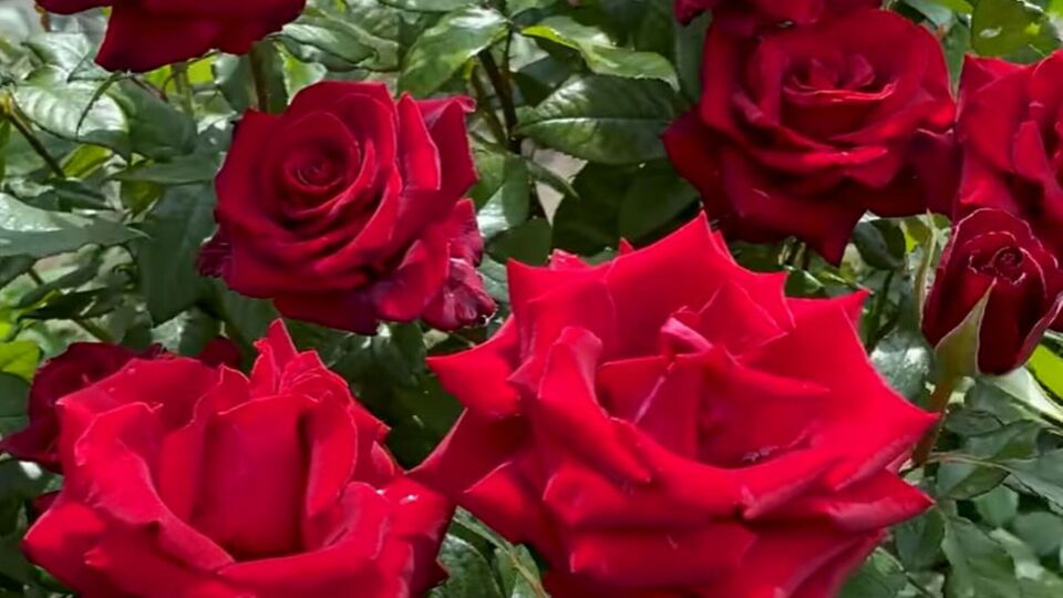 Розы после подкормки будут активно цвести