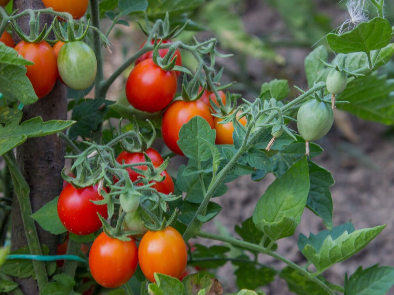 Томатам следует помочь с созреванием