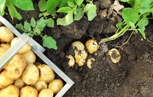 Господині винайшли спосіб легко почистити молоду картоплю