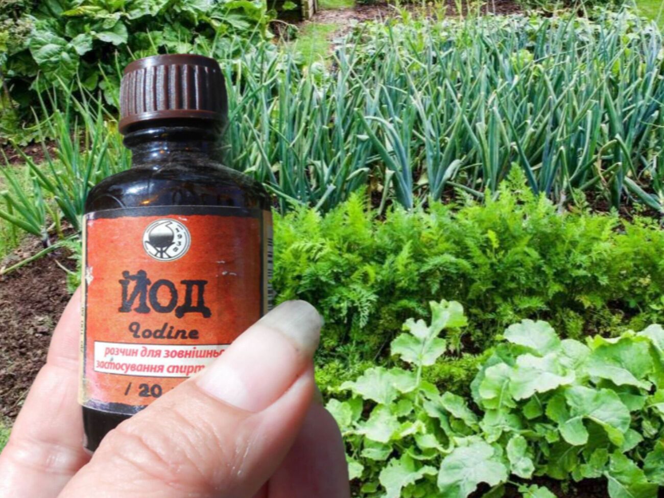 Подкормка из йода работает как антисептик и улучшает рост растения