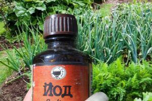 Подкормка из йода работает как антисептик и улучшает рост растения