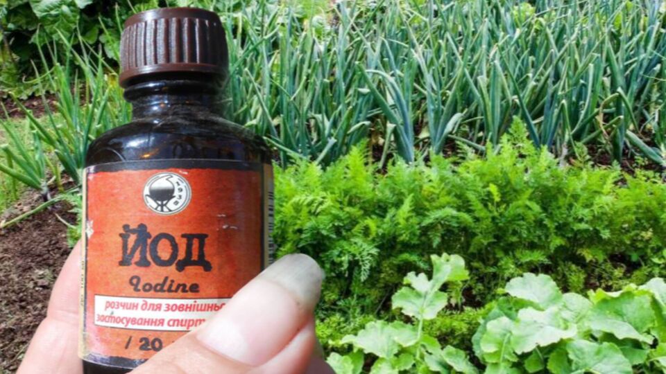Подкормка из йода работает как антисептик и улучшает рост растения