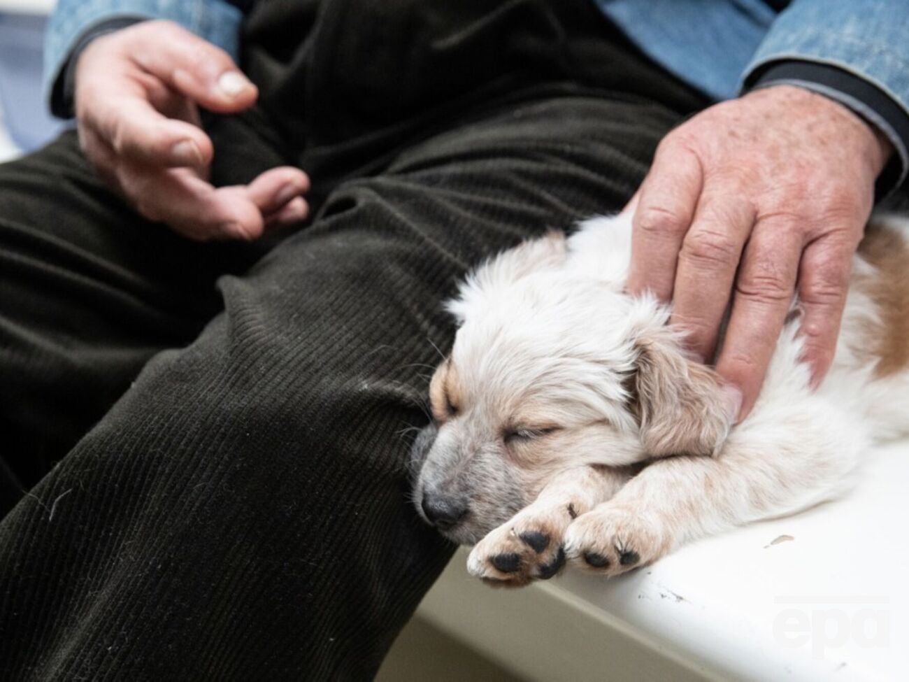 За словами прессекретаря Волинської єпархії, церковні канони забороняють пускати тварин у храм