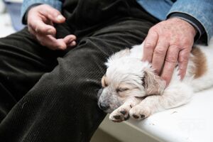 За словами прессекретаря Волинської єпархії, церковні канони забороняють пускати тварин у храм
