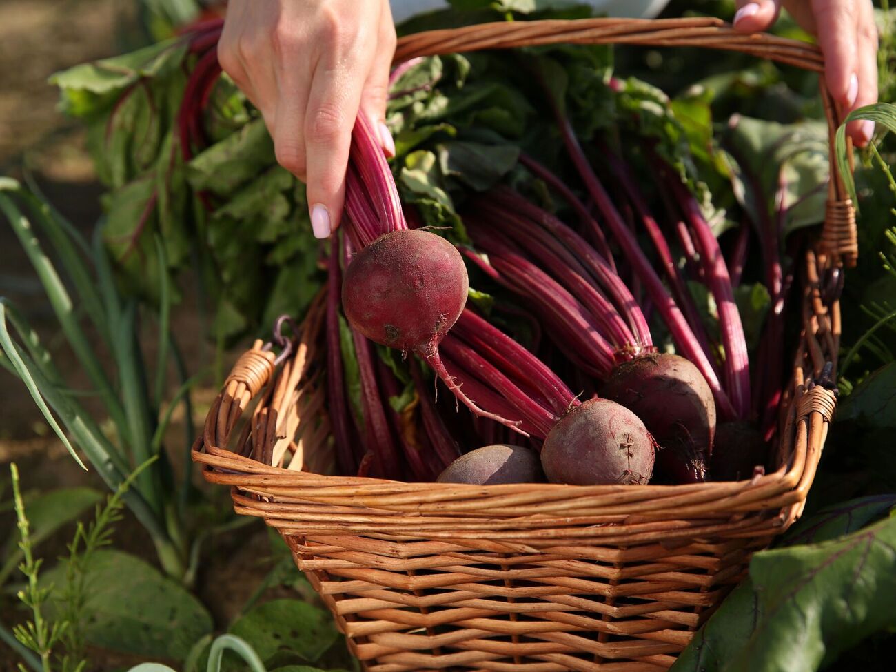Важно вовремя выкопать свеклу, чтобы она не потеряла вкусовые качества