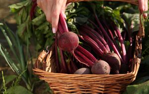 Важно вовремя выкопать свеклу, чтобы она не потеряла вкусовые качества