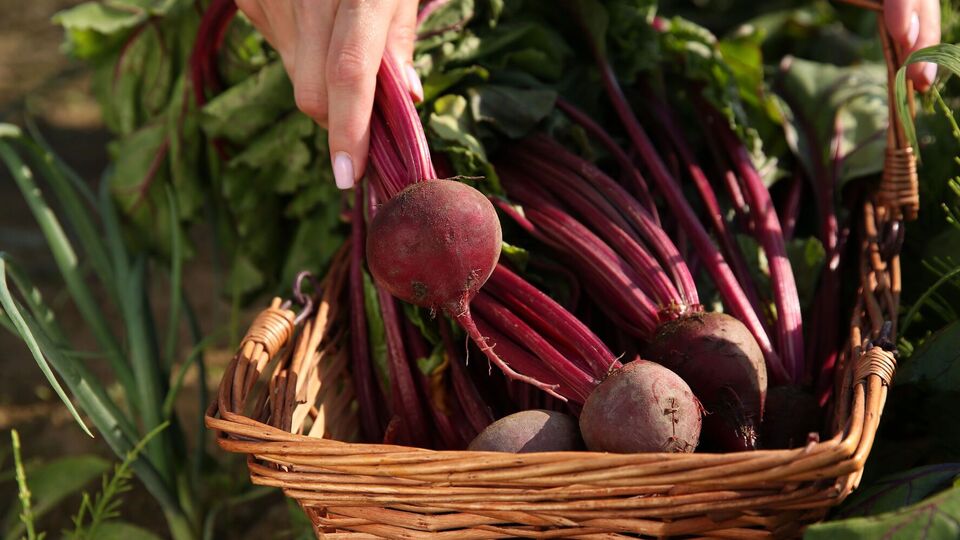 Важно вовремя выкопать свеклу, чтобы она не потеряла вкусовые качества
