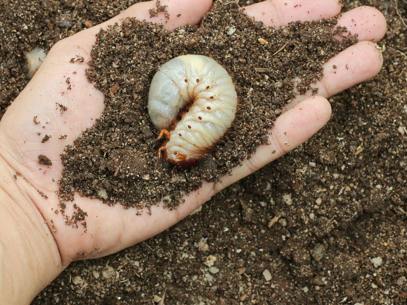 Личинки майского жука могут незаметно уничтожить растение