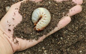 Личинки майского жука могут незаметно уничтожить растение