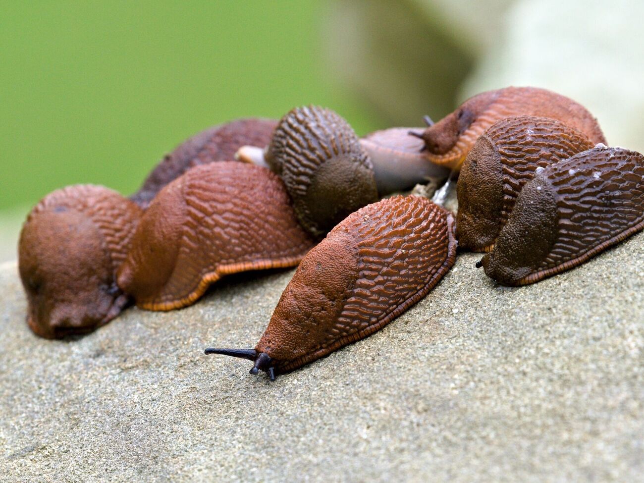 Збирання слимаків руками є одним із найефективніших способів боротьби із цим шкідником