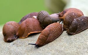 Сбор слизней руками является одним из самых эффективных способов борьбы с этим вредителем