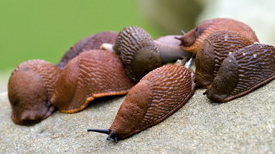 Сбор слизней руками является одним из самых эффективных способов борьбы с этим вредителем