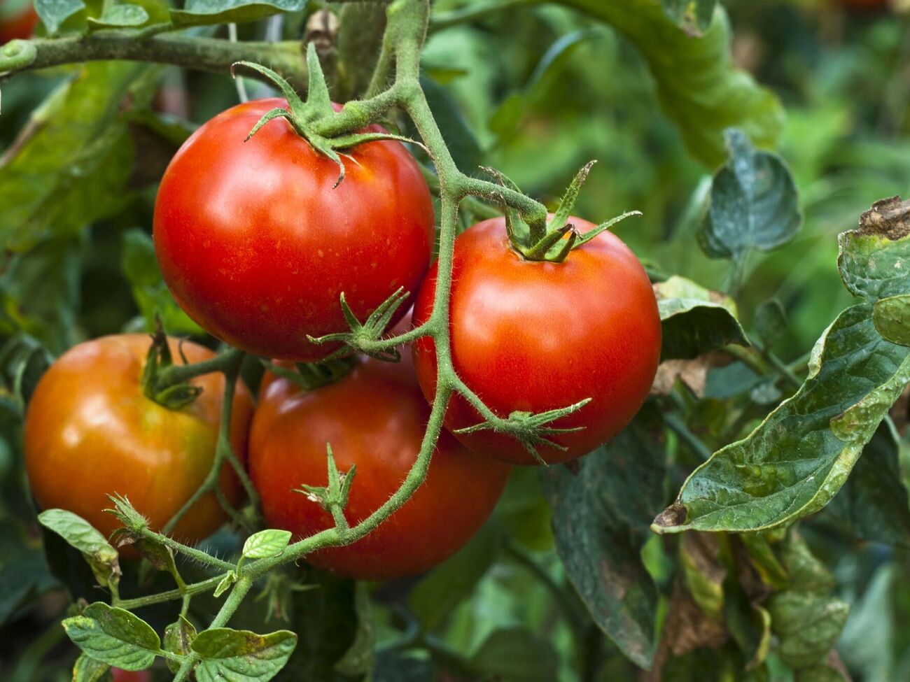 Автор каналу розповів, що кальцієва селітра захистить помідори від вершинної гнилі