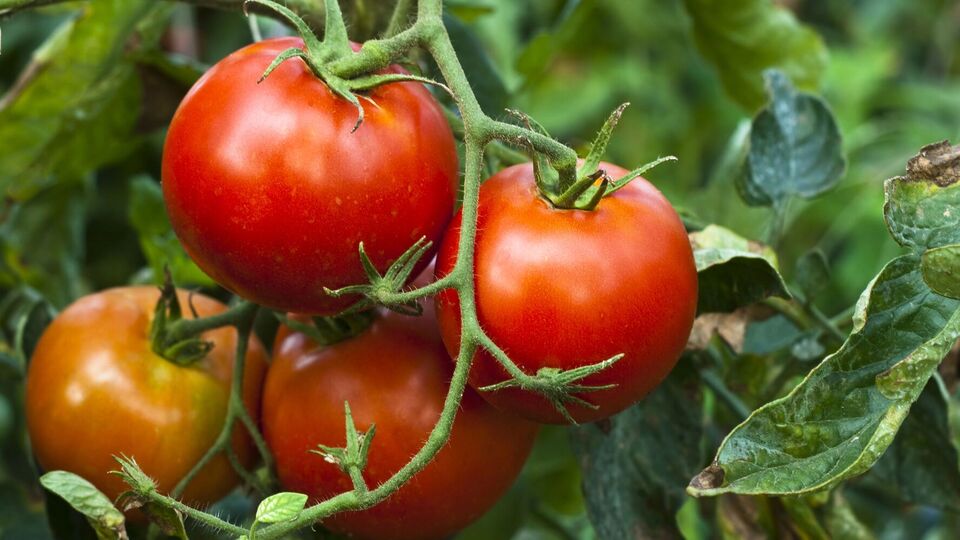 Автор канала рассказал, что кальциевая селитра защитит помидоры от вершинной гнили