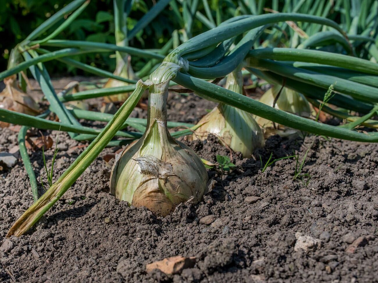 Важно, чтобы прямые солнечные лучи не попадали на лук
