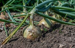 Важно, чтобы прямые солнечные лучи не попадали на лук