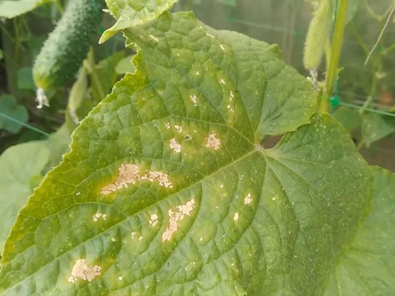 Огородница советует обработать огурцы против пероноспороза перекисью водорода