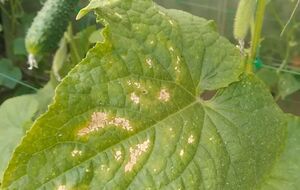 Огородница советует обработать огурцы против пероноспороза перекисью водорода