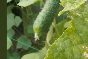 Огородница советует обработать огурцы против пероноспороза перекисью водорода