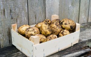 Зберігання картоплі потребує певної температури