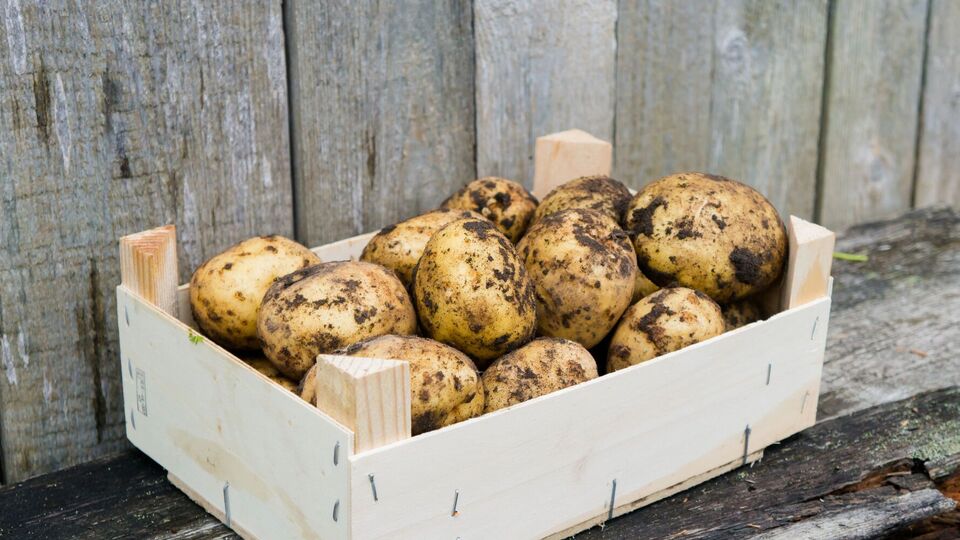 Зберігання картоплі потребує певної температури