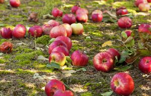 Чтобы в дальнейшем предотвратить опадание яблок, деревья обрабатывают осенью и весной