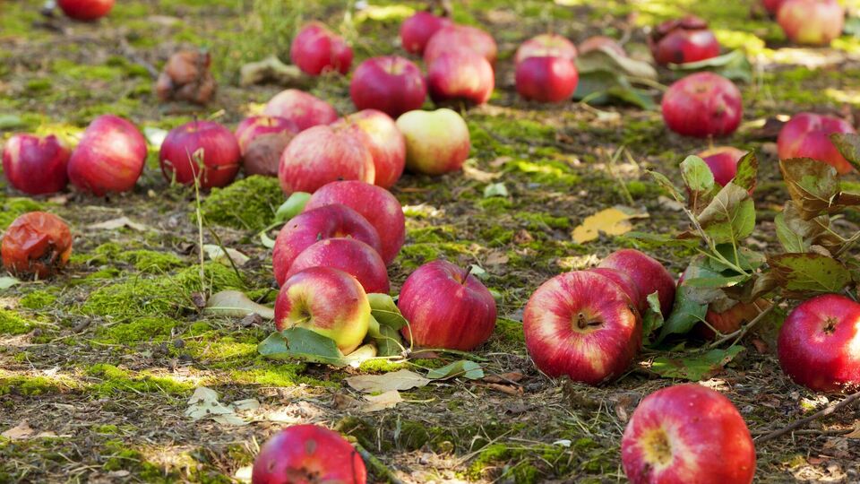 Чтобы в дальнейшем предотвратить опадание яблок, деревья обрабатывают осенью и весной