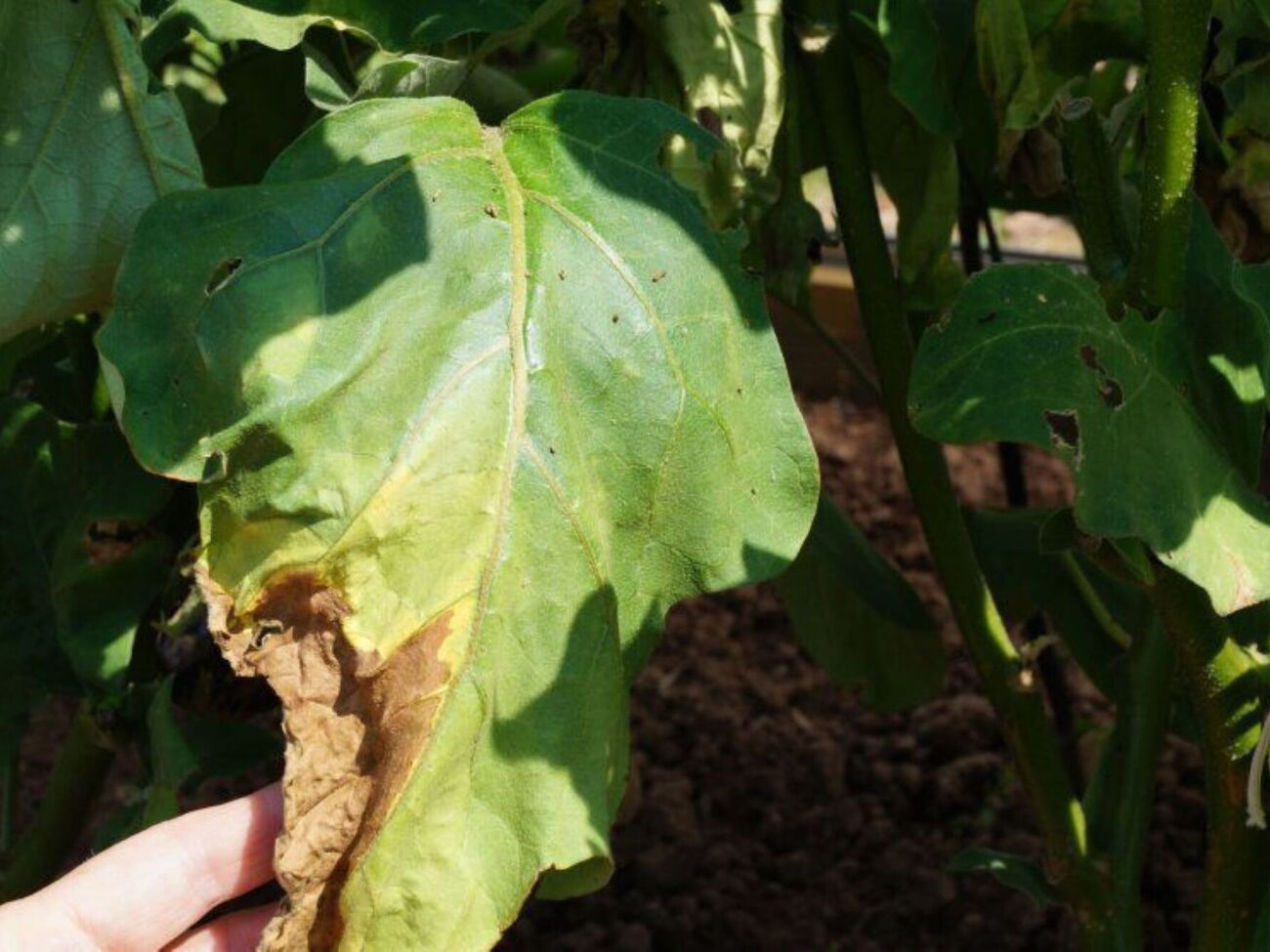 Огородник добавил, что одной обработки "Фитоспорином" достаточно, чтобы справиться с болезнью