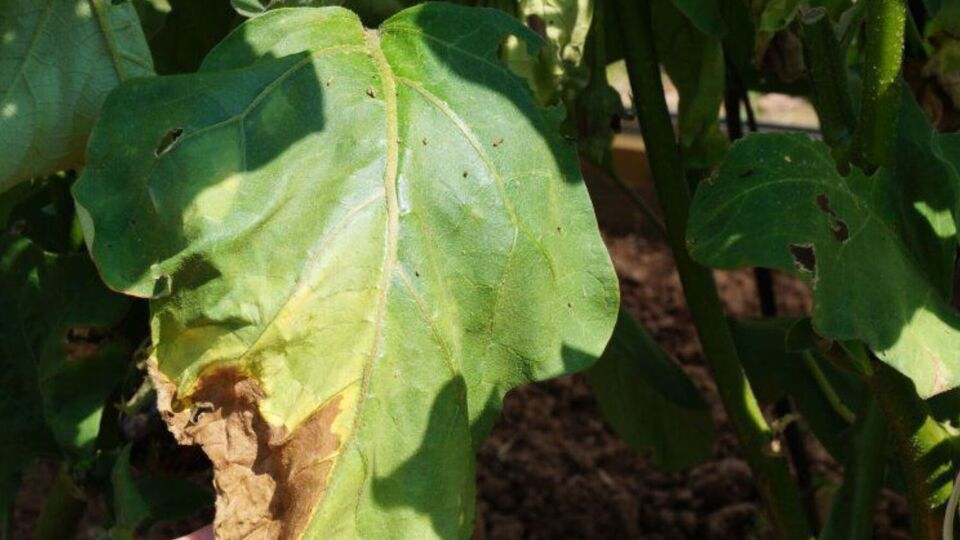 Огородник добавил, что одной обработки "Фитоспорином" достаточно, чтобы справиться с болезнью