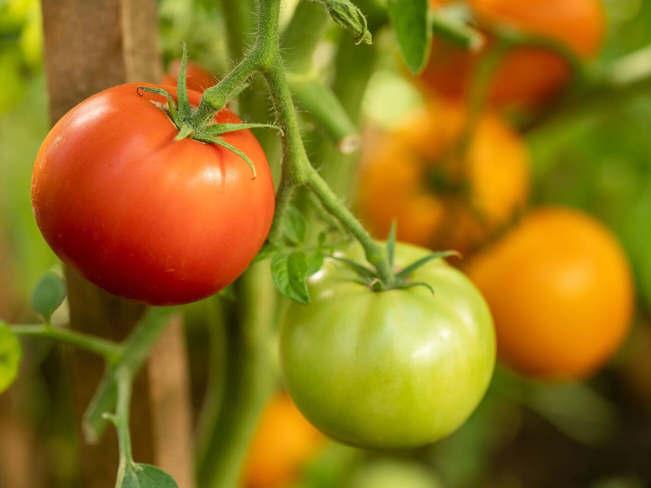 Городниця порекомендувала обробляти томати розчином горілки