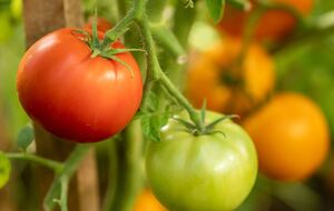 Городниця порекомендувала обробляти томати розчином горілки