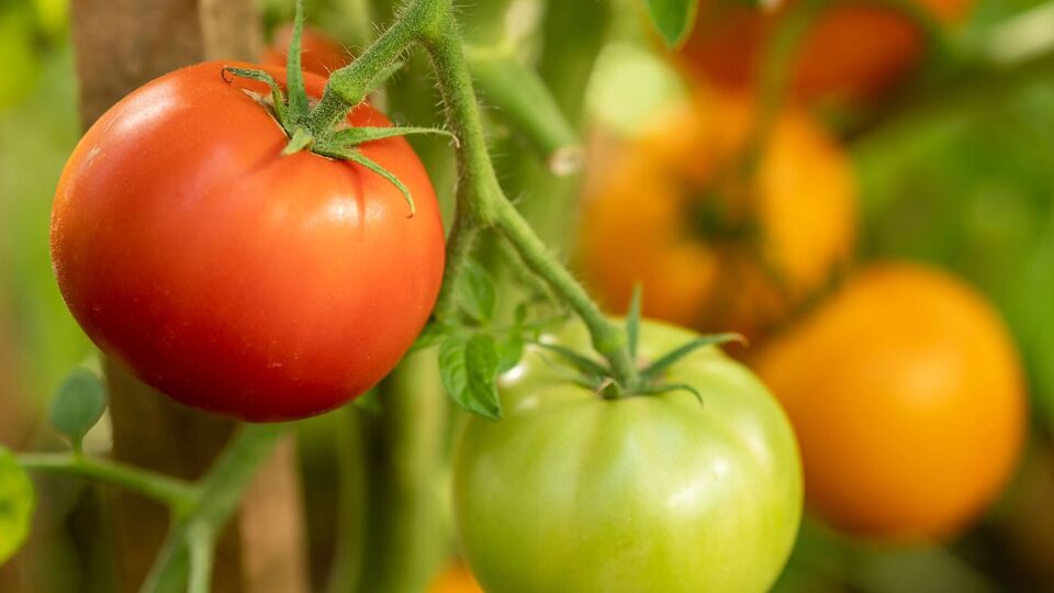 Городниця порекомендувала обробляти томати розчином горілки