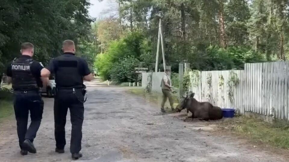 Инцидент произошел в Деснянском районе Киева