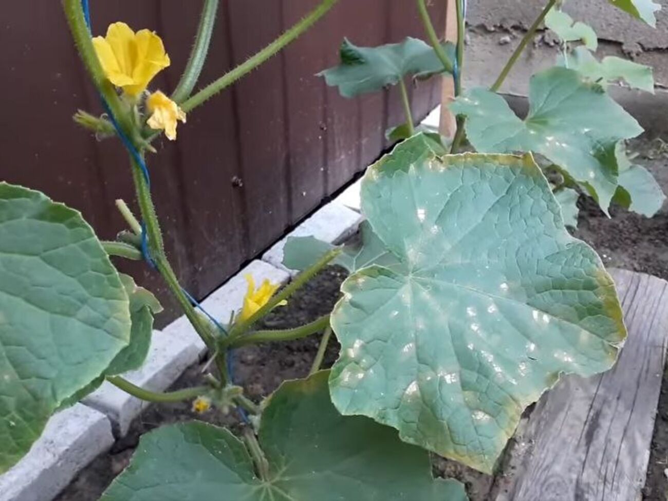 Обработку против ложной мучнистой росы следует проводить утром или вечером