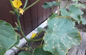 Обработку против ложной мучнистой росы следует проводить утром или вечером