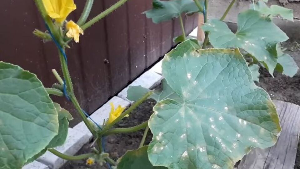 Обработку против ложной мучнистой росы следует проводить утром или вечером