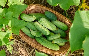 Подкормку огурцов молочной сывороткой рекомендуется проводить в пасмурный день