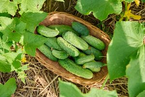 Подкормку огурцов молочной сывороткой рекомендуется проводить в пасмурный день
