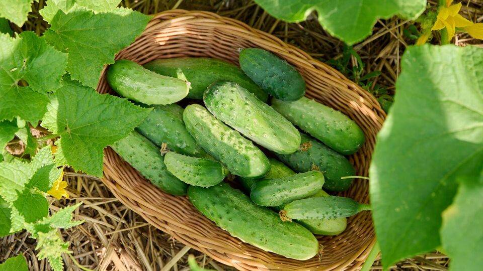 Підживлення огірків молочною сироваткою рекомендують проводити у хмарний день