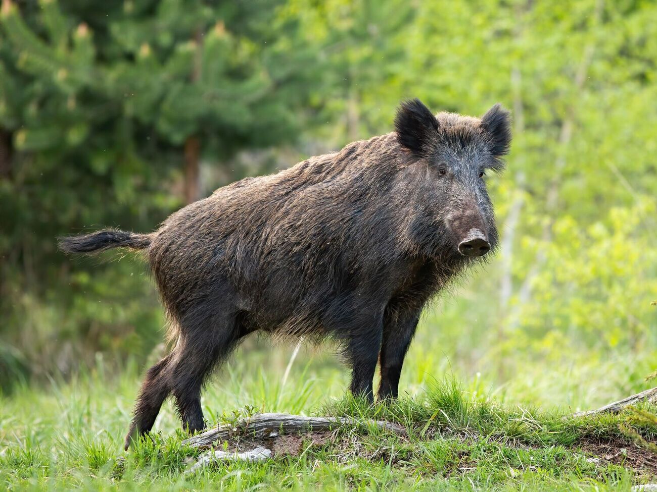 Дикие кабаны – главные переносчики вируса африканской чумы свиней